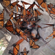 Image for article titled Experts Say the Monarch Butterfly Migration Is in Trouble